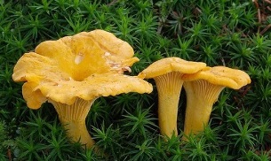 chanterelles contre les parasites dans le corps humain