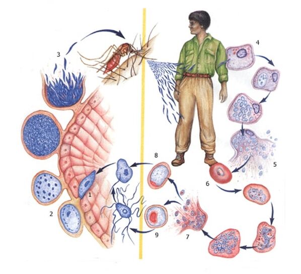 modes de reproduction des parasites les plus simples