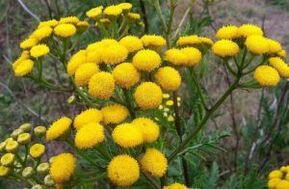 Ennemis de la tansy