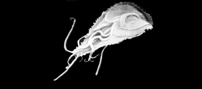 Les parasites les plus simples