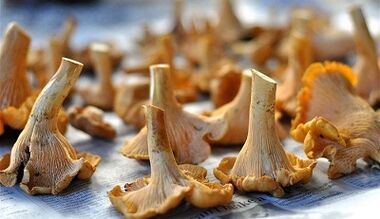Champignons de chanterelles pour éliminer les parasites du corps