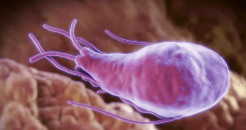 Alvéococcus et echinococcus