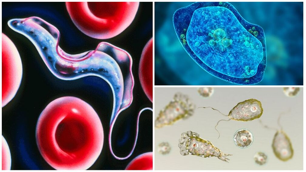 Types de parasites protozoaires