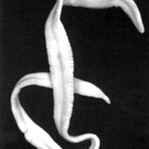 Parasites du ruban dans le corps humain